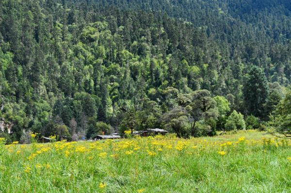 魯朗林海景區包車租車游